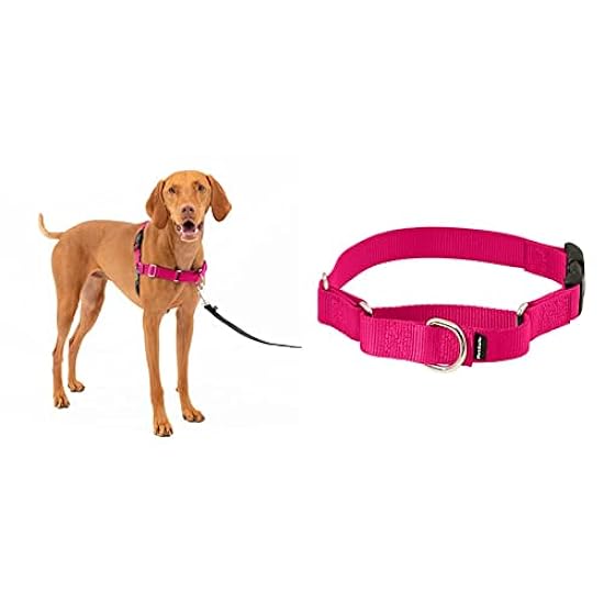 PetSafe Easy Walk No-Pull Dog Harness and Martingale Collar Bundle for Medium Dogs | Helps Stop Pulling